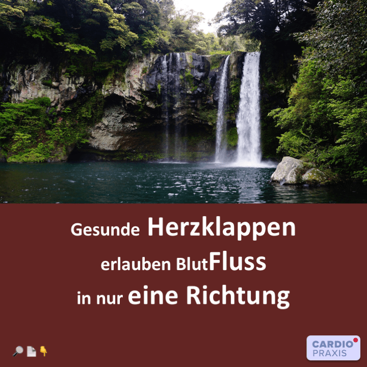 Gesunde Herzklappen - richtiger Blutfluss