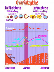 der weibliche zyklus