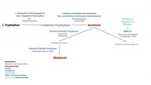 Neurotransmitter