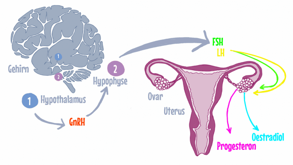 Weibliche Hormone Und Ihre Wirkung www.cardiopraxis.de