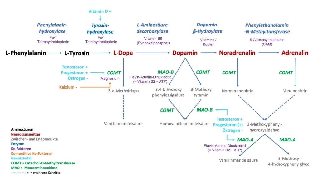Wo Wird Dopamin Produziert Neurotransmitter - Dopamin, Noradrenalin & Serotonin | | Cardiopraxis®