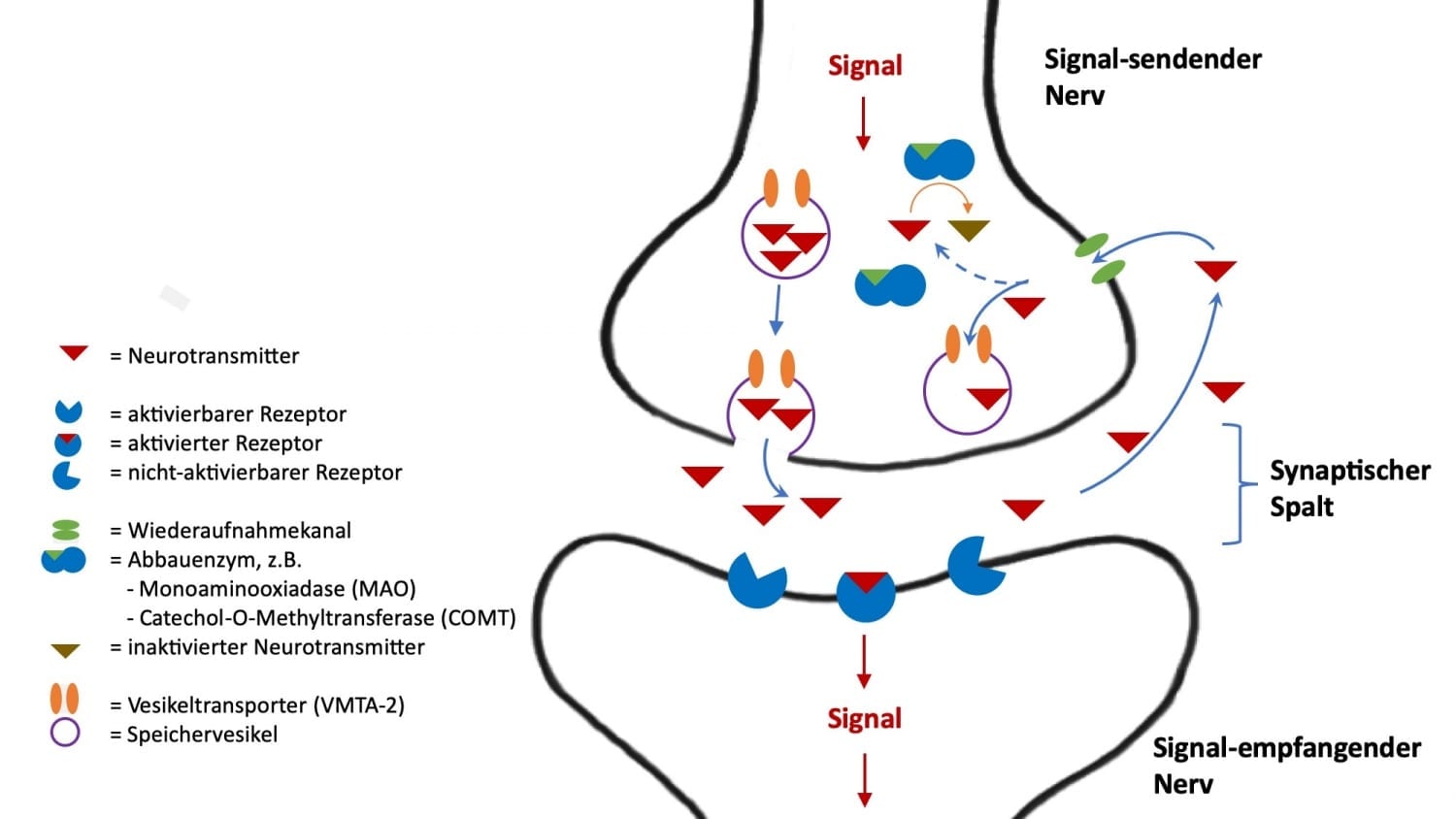 Neurotransmitter - Dopamin, Noradrenalin & Serotonin | | Cardiopraxis®