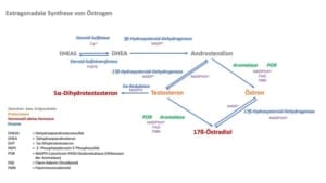 Enzyme,Aktivierende Neurotransmitter,COMT,MAO,Östrogen,Testosteron,Abbau,Abbau Enzyme im Körper