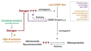 Enzyme,Aktivierende Neurotransmitter,COMT,MAO,Östrogen,Testosteron,Abbau,Abbau Enzyme im Körper