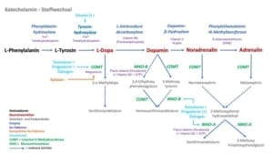 Enzyme,Aktivierende Neurotransmitter,COMT,MAO,Östrogen,Testosteron,Abbau,Abbau Enzyme im Körper