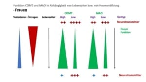 Enzyme,Aktivierende Neurotransmitter,COMT,MAO,Östrogen,Testosteron,Abbau,Abbau Enzyme im Körper