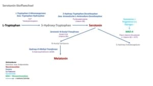 Enzyme,Aktivierende Neurotransmitter,COMT,MAO,Östrogen,Testosteron,Abbau,Abbau Enzyme im Körper