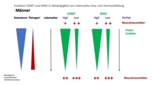 Enzyme,Aktivierende Neurotransmitter,COMT,MAO,Östrogen,Testosteron,Abbau,Abbau Enzyme im Körper