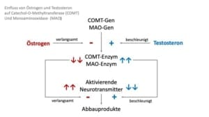 Enzyme,Aktivierende Neurotransmitter,COMT,MAO,Östrogen,Testosteron,Abbau,Abbau Enzyme im Körper