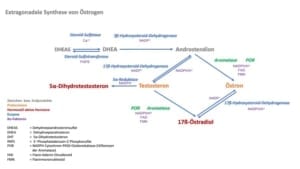 COMT MAO Aromatase