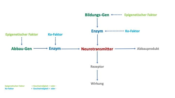 neurotransmitter-nahrungserg%C3%A4nzung.jpg