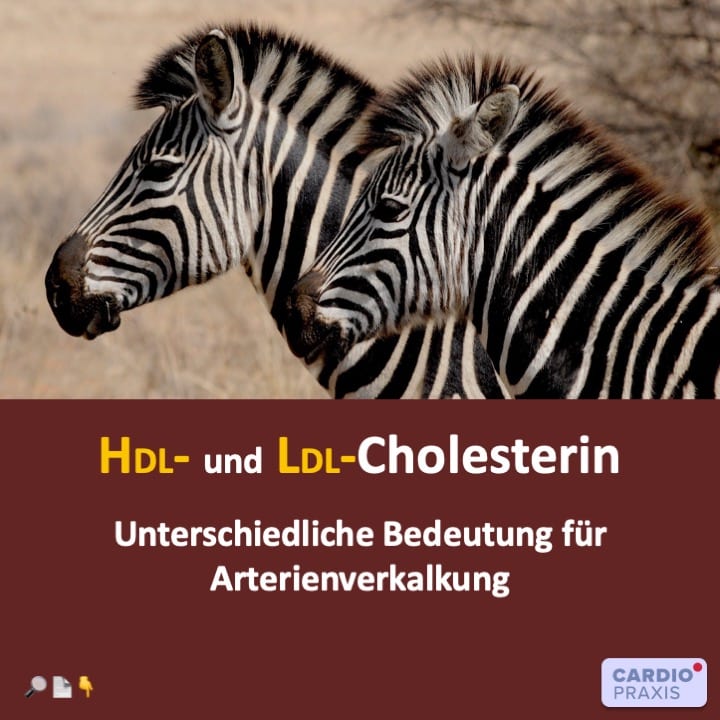 HDL-Cholesterin