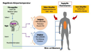 regelkreis koerpertemperatur abbildung