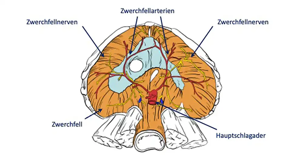 Arterien und Nerven des Zwerchfells