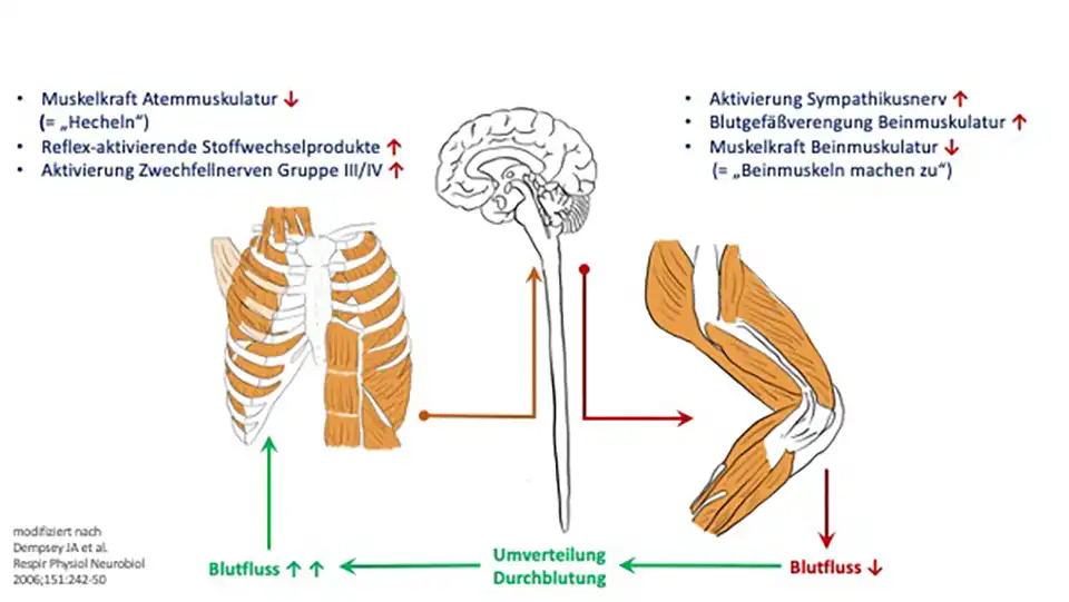 Metaboreflex der Atemmuskulatur