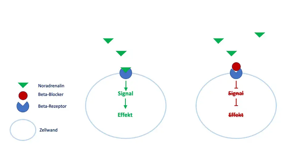Wirkung von Noradrenalin und Beta-Rezeptorenblockern über Rezeptoren
