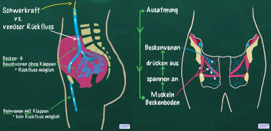 beckenboden kreislauf