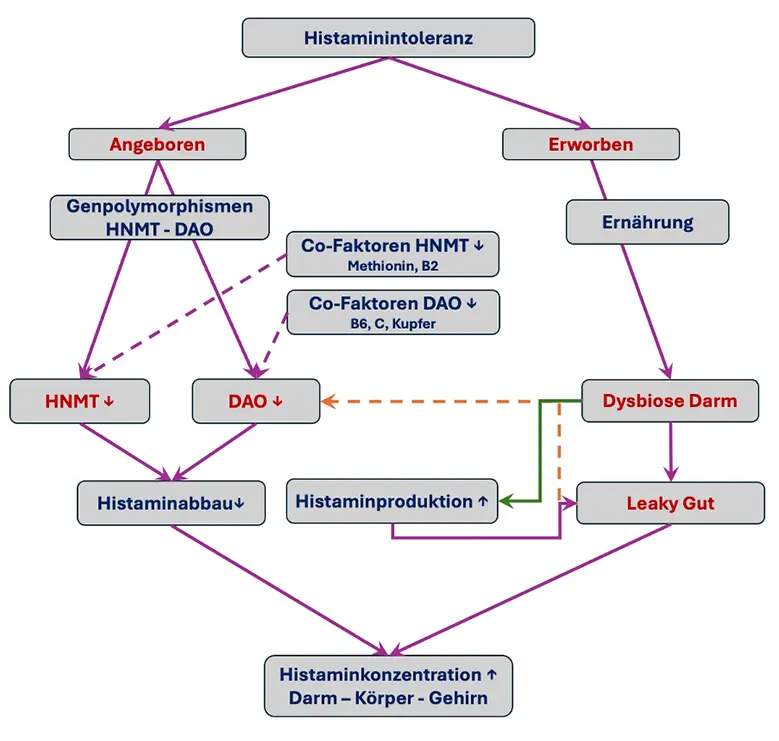 Histaminintoleranz,Primäre Histaminintoleranz,Sekundäre Histaminintoleranz,Histaminunverträglichkeit,Histaminose. Diaminoxidase (DAO),Histamin-N-Methyltransferase (HNMT). Histaminarme Ernährung,Histaminabbau,Nahrungsmittelunverträglichkeit,Histaminreiche Lebensmittel,Vorhofflimmern,Blutdruckschwankungen,Herzrasen,Innere Unruhe,Ödeme,Asthma,Pseudoallergie,Dysbiose des Darm,Darmwand