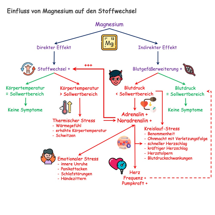 Diagramm zum Einfluss von Magnesium auf den Stoffwechsel